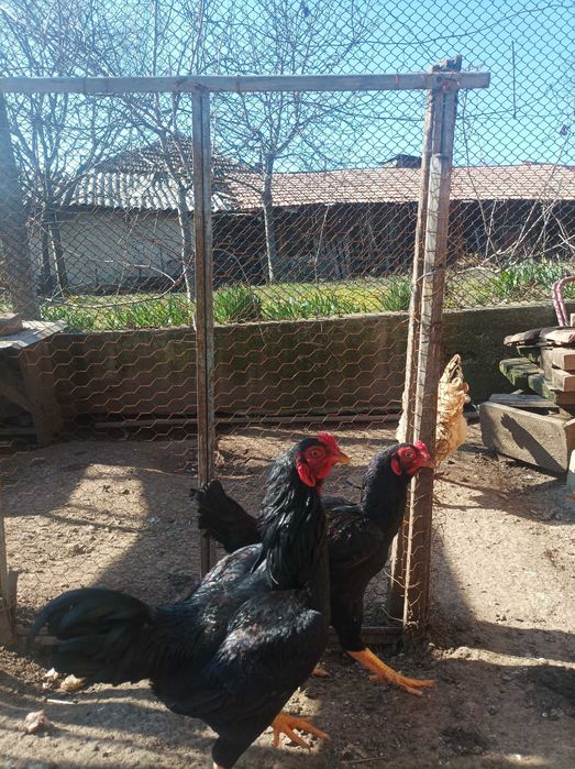Gaini și cocos combatant indian