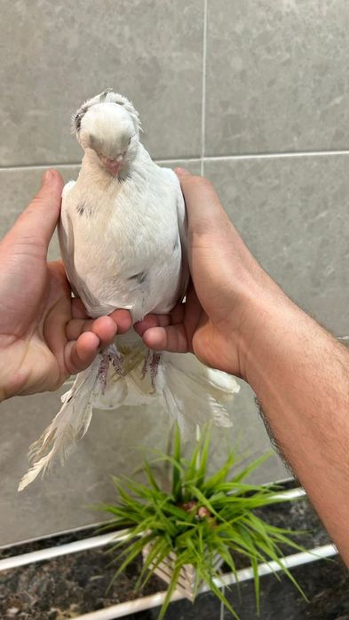 Продам молодого челкаря