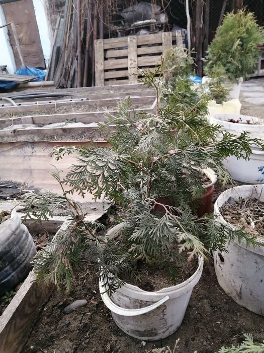 Продам молодую тую