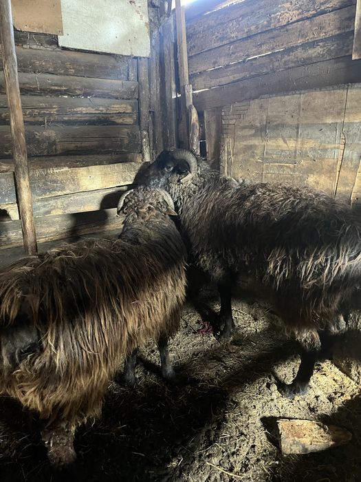 Екі семіртілген қошқарлар сатылады