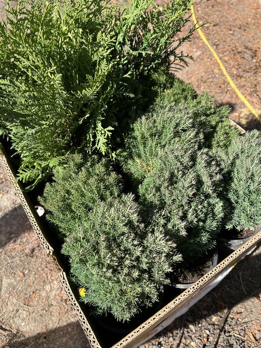 Западна Мини Туя Теди