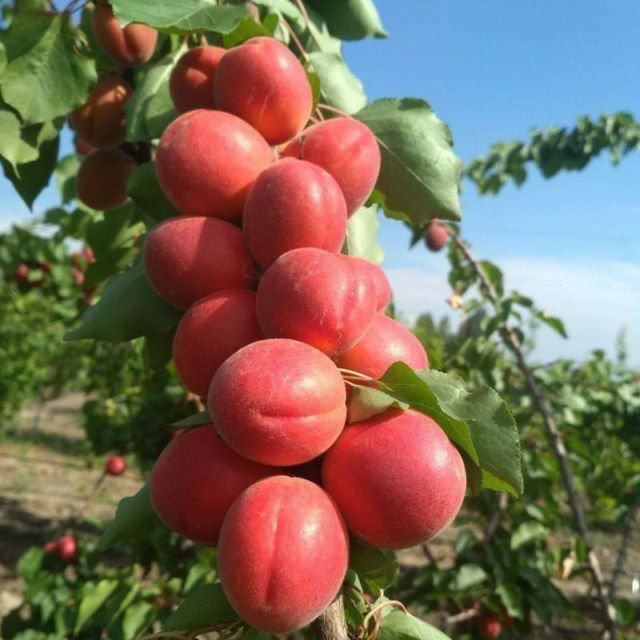 УРИК КУЧАТЛАРНИ 8 Хил сорти бор сортига падвойига кафолат берамиз