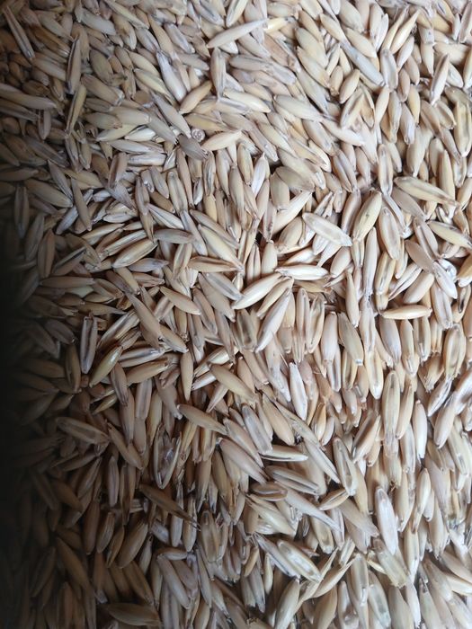 Vand ovaz pentru semanat si consum