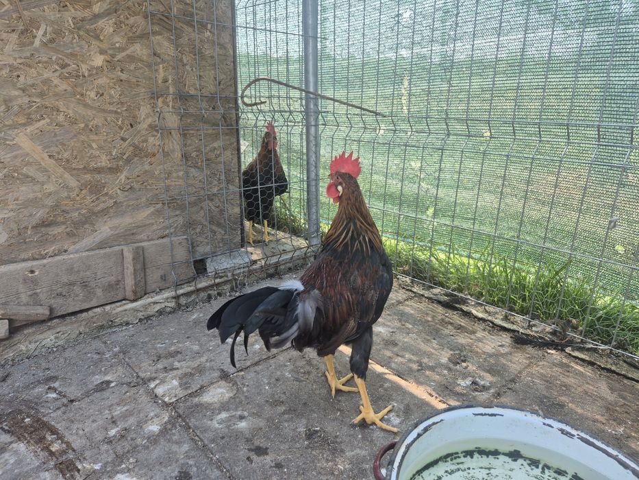 Cocosei Italiana potarnichie
