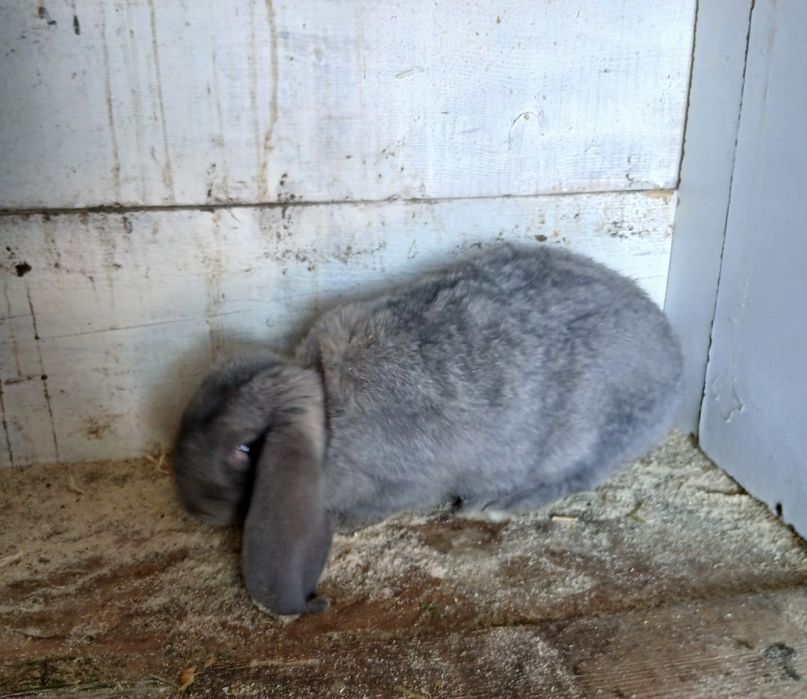 Vând masculi Berbec German!