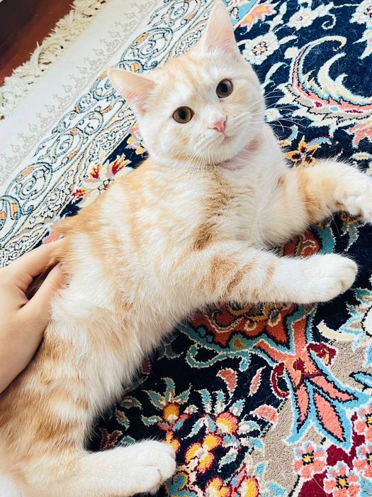 Британский и трёхцветный смешанная