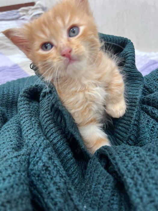 Отдам котят в добрые руки