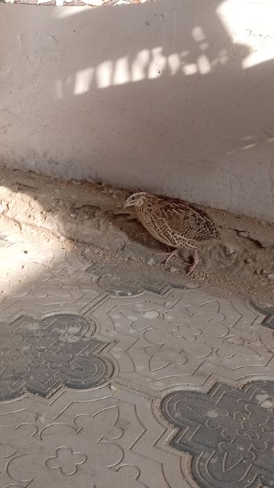 Италияа мокийон сотилади