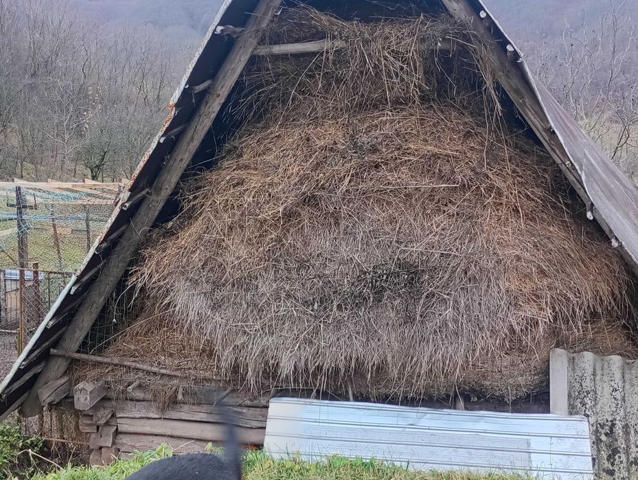 Vând fân de gradina