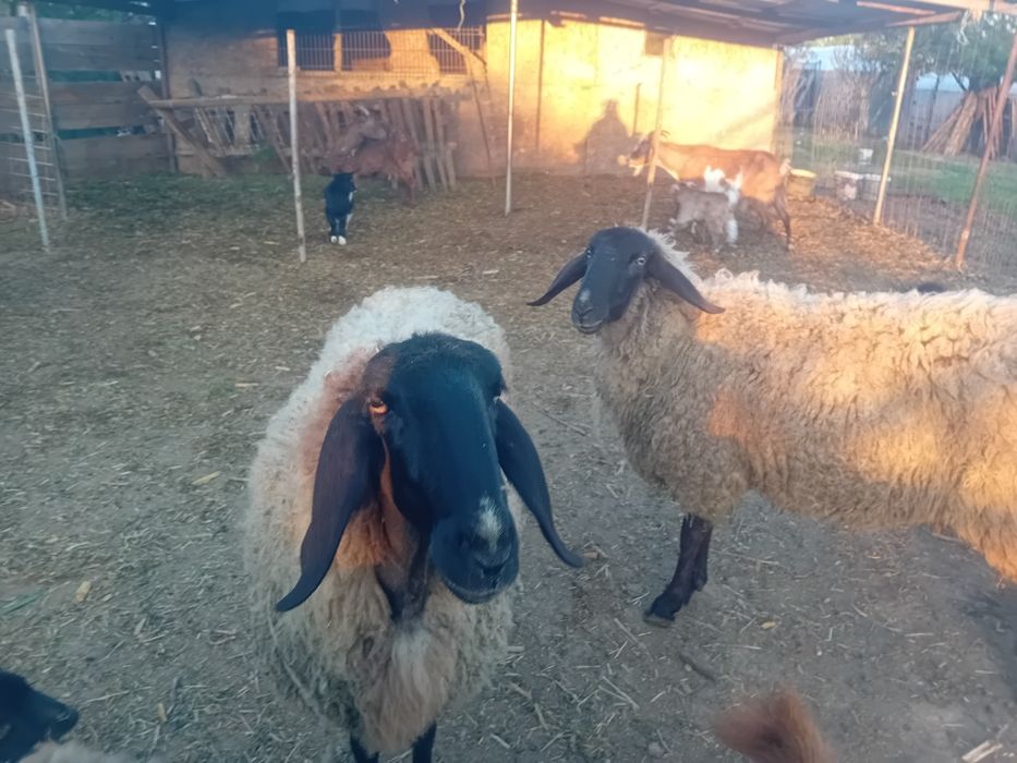 Oi carabase  și iezi.