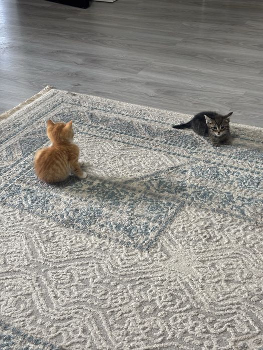 Пристраиваются котята