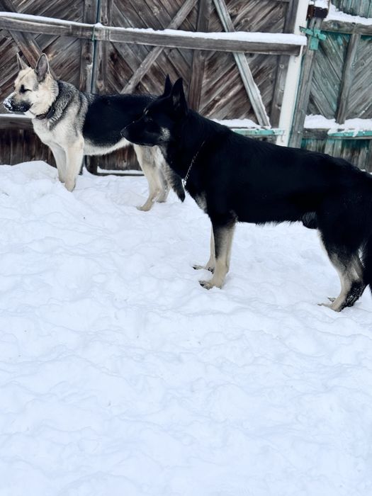 Щенки ВЕО с документами СКК