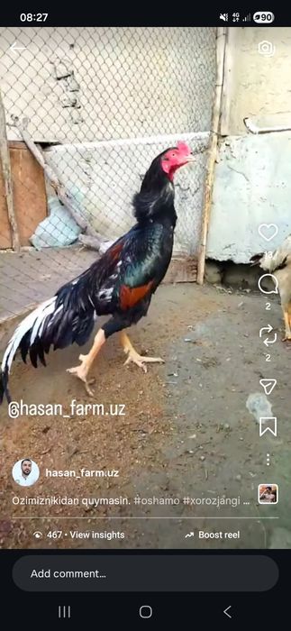 Toza qon zotlar tuxumari aotiladi