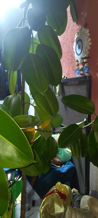 Vand Ficus inalt in ghiveci