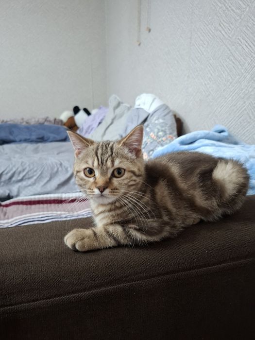 Продаётся котёнок