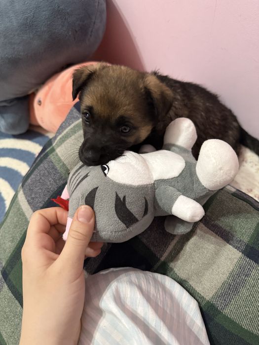 отдам в добрые руки