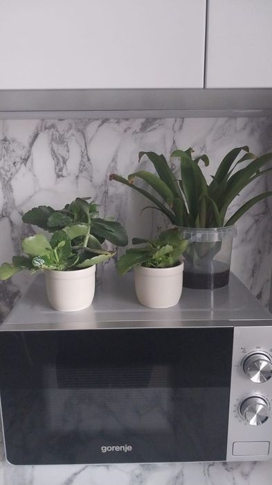 Продам комнатные цаеты