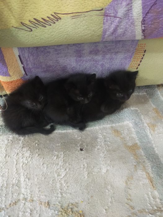 Отдам котят в добрые руки