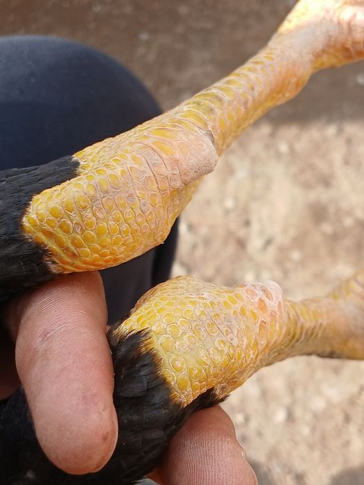 dakan sotiladi jõja