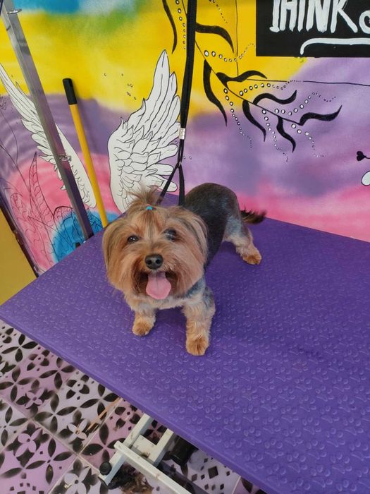 Груминг и разходки за домашни любимци