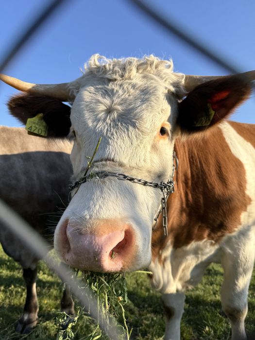 Vaca si vitica bine ingrijite