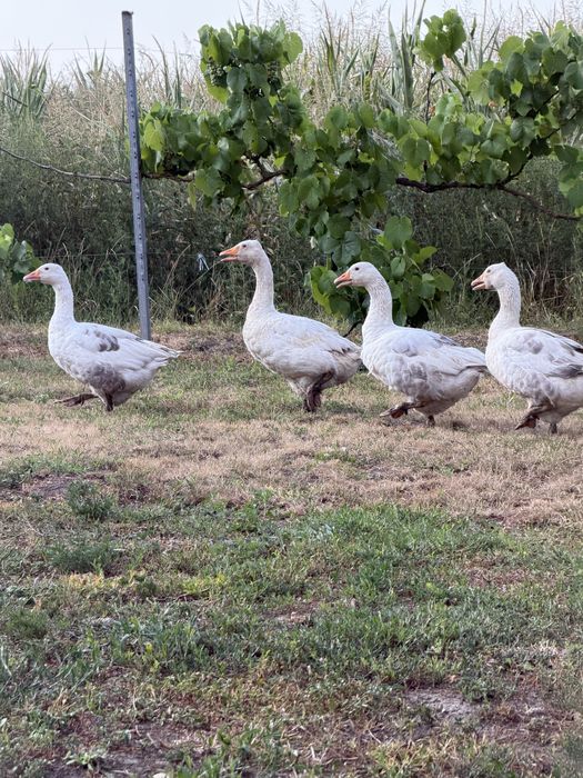 Familie gâşte româneşti