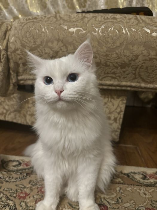 Турецкая ангора в добрые руки