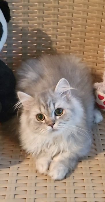 British longhair