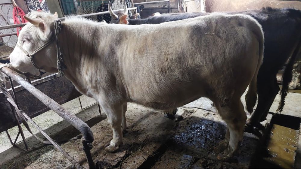 Срочно продается бычок