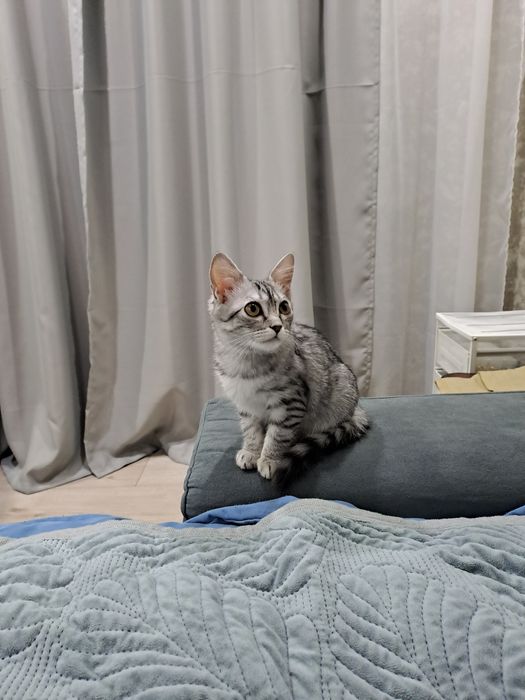 В добрые ответственные руки кошечка