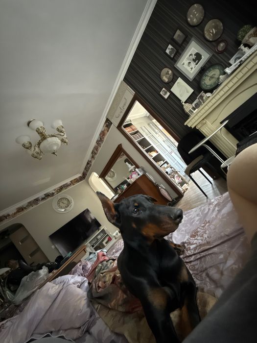 доберман собака