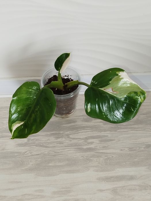 Feladendron Belaya prinsesa