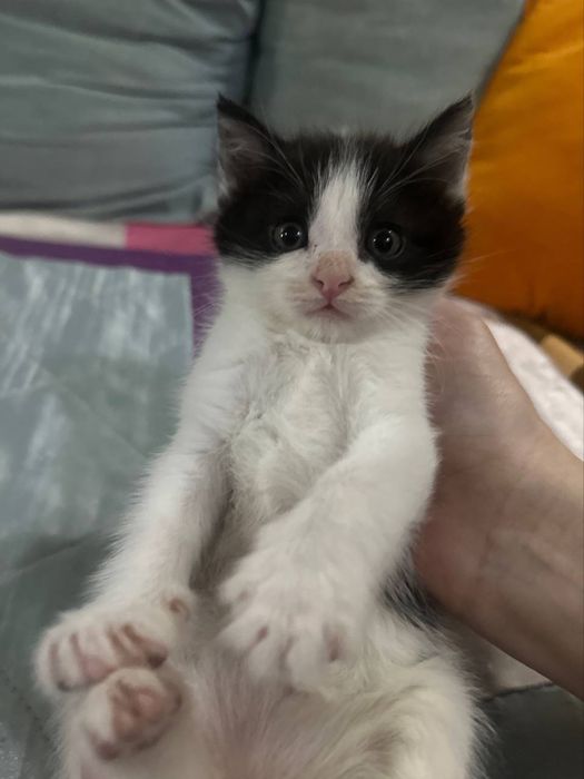 Отдам котят в добрые руки