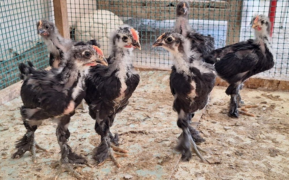 Кохинхин жужалар сотилади