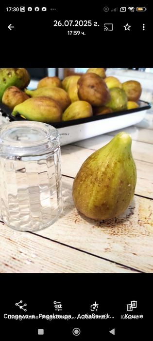 Разсад смокини-фиданки, авокадо, фурми