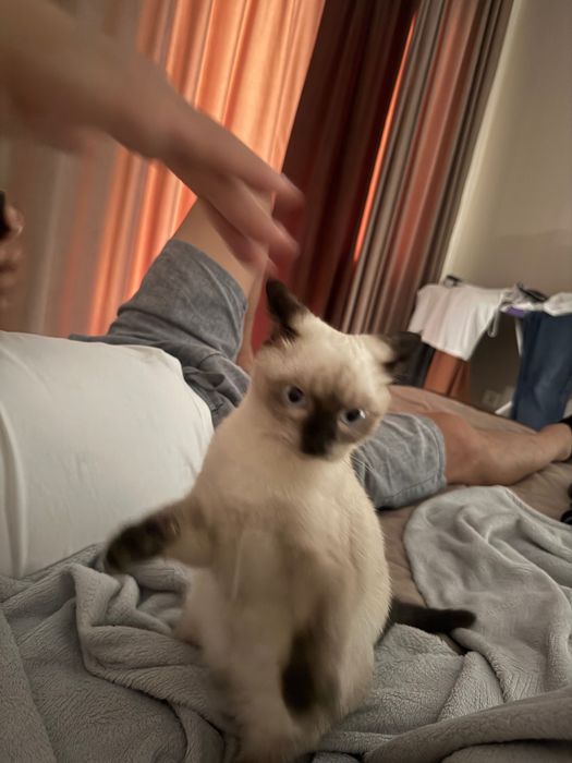 Отдам котенка в хорошие руки