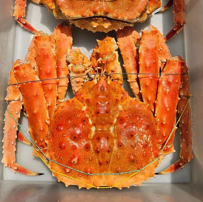 Камчатский краб,клешни краба,креветки,живые раки