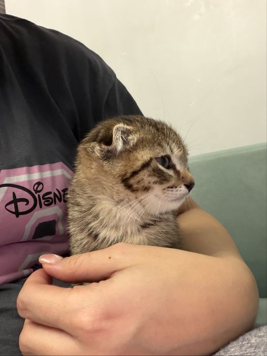 котенок вислоухи