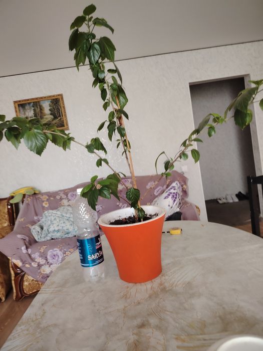 Продам цветы большие