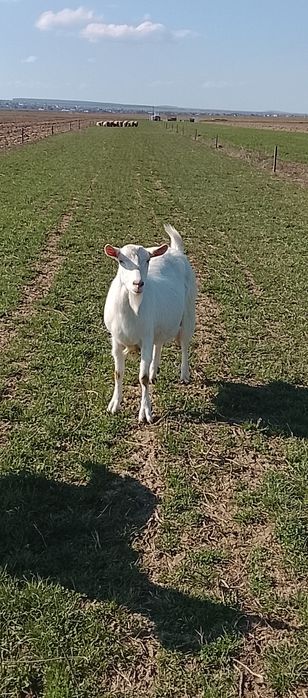 Vând o capra mioara