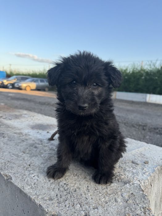 Щенки дворняшки бесплатно