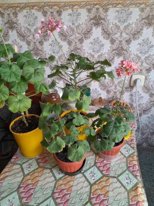 Продам комнатные цветы