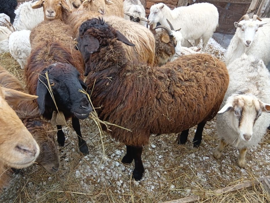 2бас козылы кой сатылады