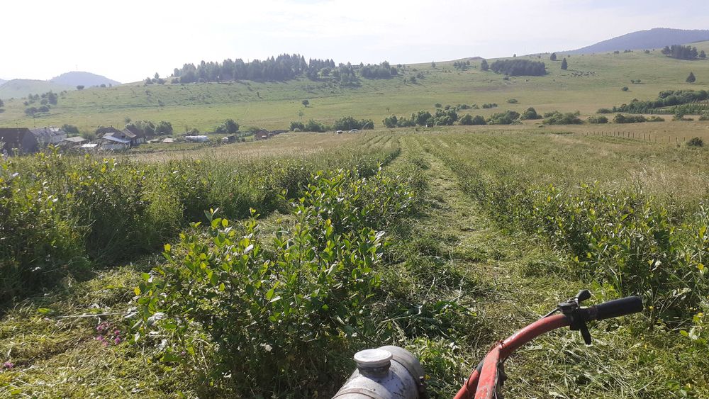 Livada de  Aronia pe 2 Ha