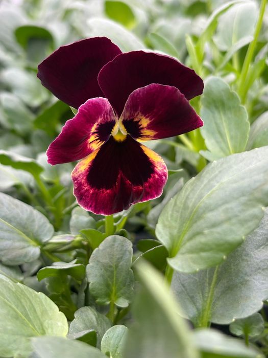 Теменужки в табли