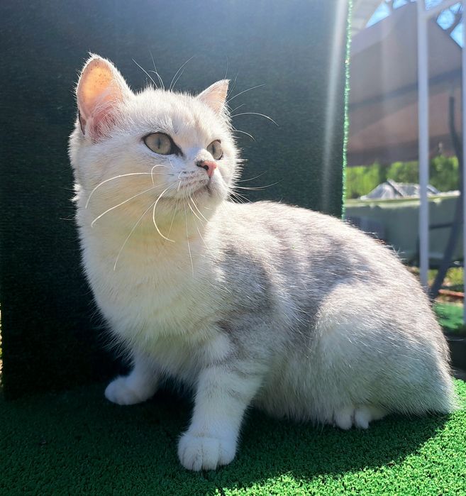 Котенца шотландски/британски