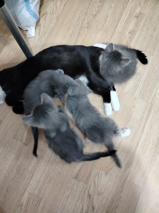 Без оплаты  отдам котят