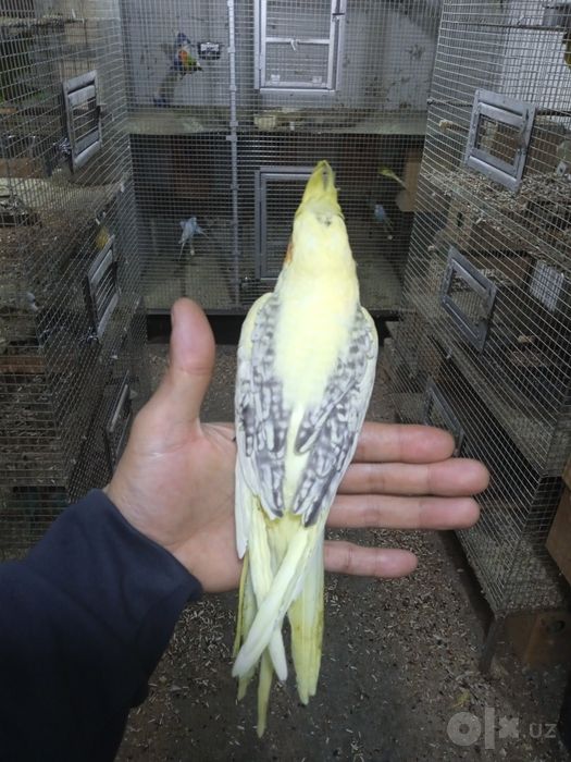 Ruchnoy qolga organga qushlar gapirtish uchun juda ajoyip tanlov