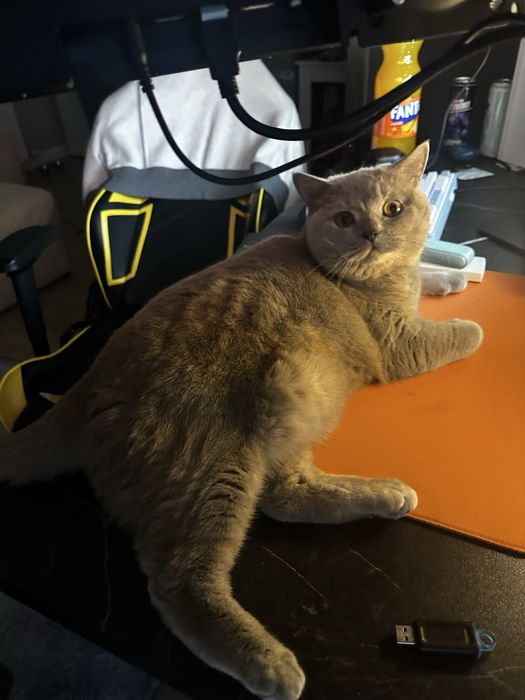 отдам кошку в добрые руки