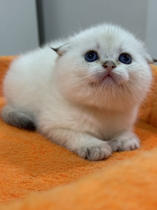 Шотландский вислоухий котенок!